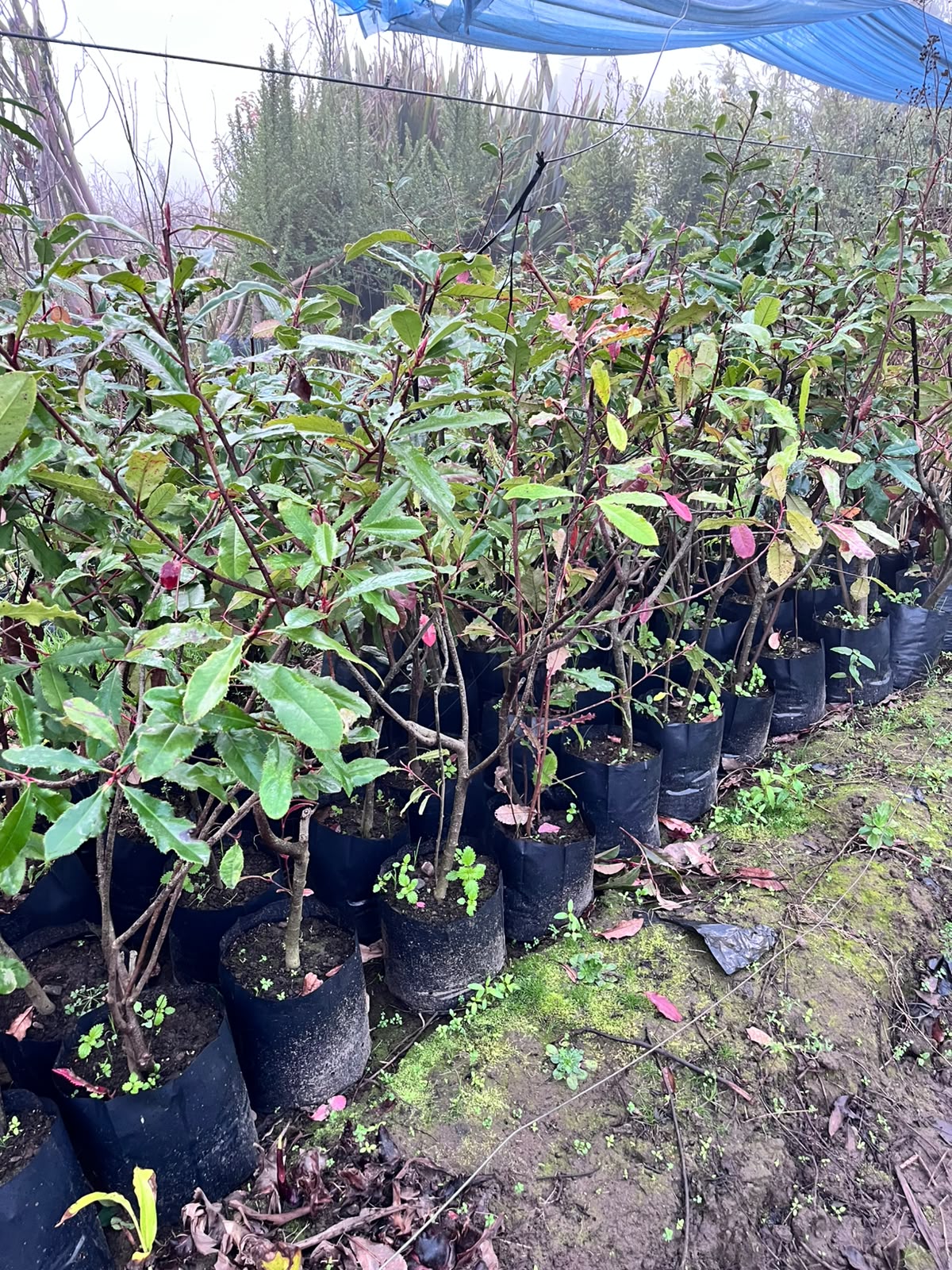 Fotinias