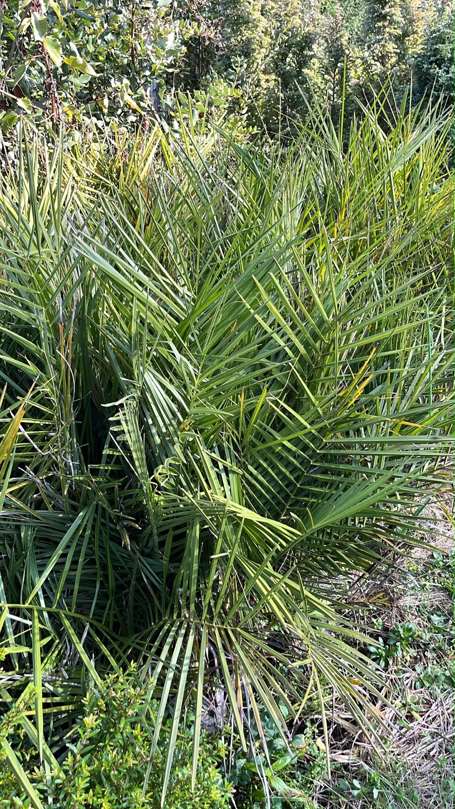 Palmeras